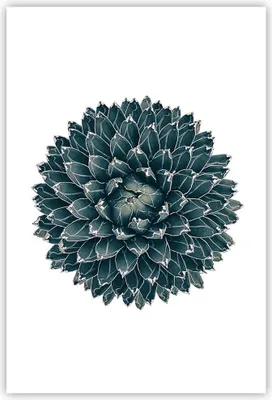 Produktbild von Poster - Poster ohne Rahmen - Agave Königin Victoria - 61x91,5 cm - Wand Bild - Wanddeko - Wandbilder - Kunstposter - Wandposter - Bilder - Kunstdruck - Wanddekoration - Wandbild - P2XPA61x91-4129