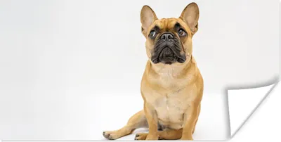 Produktbild von MuchoWow® Poster Französische Bulldogge - Weiß - Braun 160x80 cm - Foto Poster
