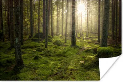 Produktbild von MuchoWow® Poster Wald - Sonne - Baum 90x60 cm - Schlafzimmer