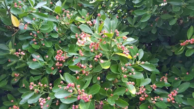 Image de Euonymus japonicus / Fusain du Japon