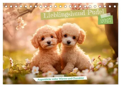 Produktbild von Lieblingshund Pudel (Tischkalender 2027 DIN A5 quer), CALVENDO Monatskalender