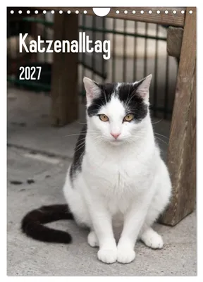 Produktbild von Katzenalltag 2027 (Wandkalender 2027 DIN A4 hoch), CALVENDO Monatskalender