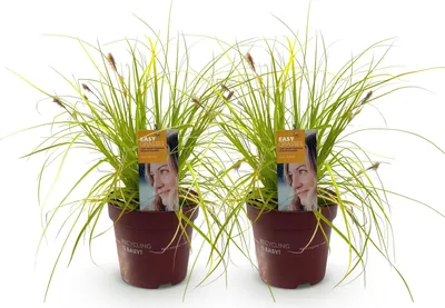 Image de Green boutiQ - Graminées ornementales - Carex oshimensis Everillo - Jaune - 2 plants - À feuillage persistant - Peu d'entretien - Pot de 17 cm, hauteur 50 cm