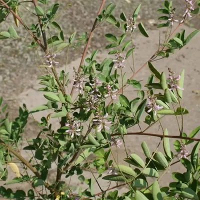 Produktbild von Indigofera amblyantha - Indigostrauch - Chinesischer Indigo 40-60