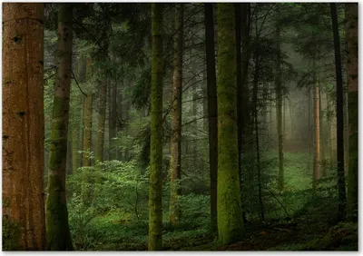 Produktbild von Tulup® Leinwandbild - 100x70 cm - Wandkunst - Drucke auf Leinwand - Leinwanddruck  - Landschaften - Grün - Nebel im Wald