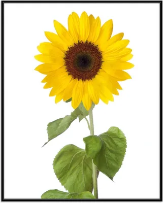 Produktbild von Wallario Wandbild Sonnenblume, Größe: 40,30 x 50,30 cm, Poster mit schwarzem Aluminiumrahmen