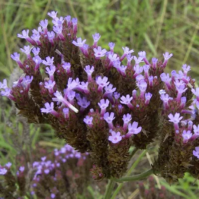 Obrázok produktu pre 6 x argentínska verbena - Verbena bonariensis | kvetináč 9cm x 9cm