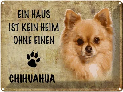Produktbild von vianmo Blechschild 30x40 cm Chihuahua Hund ohne kein Heim
