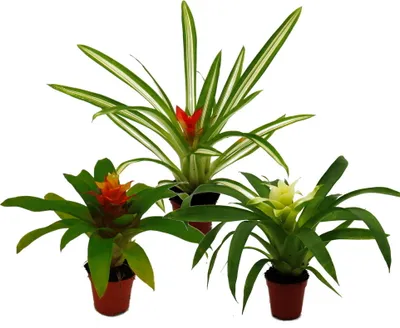 Zdjęcie produktu dla Mini Guzmania Trio - Zestaw 3 kolorowych bromelii w 3 kolorach - doniczka 5,5 cm