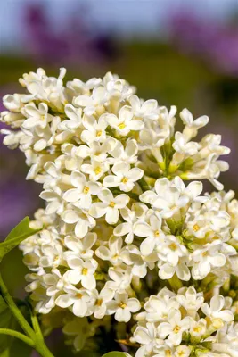 Produktbild von Syringa vulgaris 'Primrose', Flieder, cremegelb, 60–100 cm