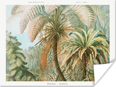Produktbild von MuchoWow® Poster Vintage - Alte Meister - Farne - Pflanzen - Natur 120x90 cm - Wandbild