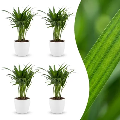Produktbild von Green boutiQ - Areca Lutescens - Goldfruchtpalme - 4 Pflanzen - met Potter Wit - Pot 12cm - Hoogte - 45cm