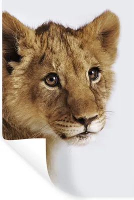 Produktbild von MuchoWow® - Sticker - Dekorfolie