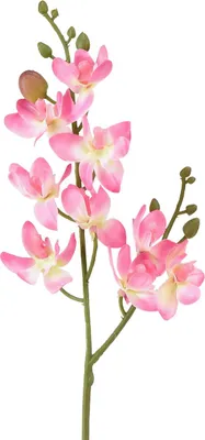Produktbild von Künstliche Orchidee Phalaenopsis für Elegante Dekoration