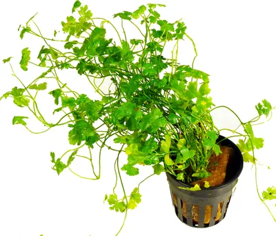Produktbild von 1 Topf Dreiteiliger Wassernabel (Hydrocotyle cf. tripartita)