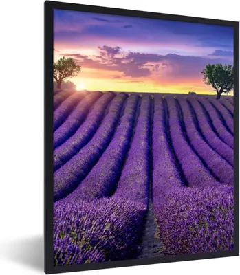 Produktbild von MuchoWow® Gerahmtes Poster Lavendel - Hügel - Sonnenuntergang - Bpmen - Lila 60x80 cm - Poster mit Schwarzem Bilderrahmen Wandposter Rahmen Foto Bilder - Premium - Wanddeko Wohnzimmer