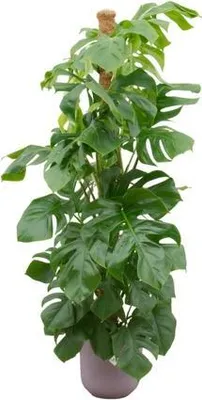 Zdjęcie produktu dla Monstera Pertusum – liść okienny – Ø26 cm – ↨150 cm – z ozdobną doniczką Jazz w kolorze liliowym – duża roślina doniczkowa w zestawie – tropikalna ozdoba salonu i biura