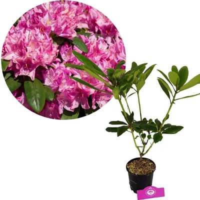 Zdjęcie produktu dla Rododendron pontyjski "Roseum" Różowe kwiaty - Wysokość 60 cm - Doniczka 1,5 l