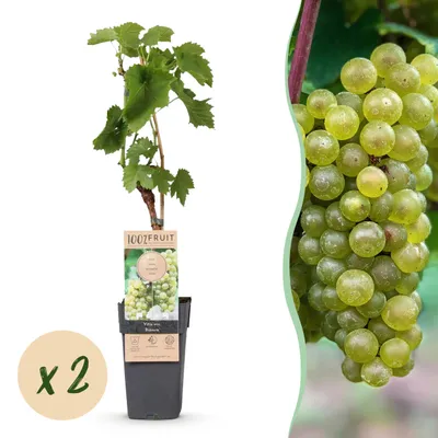 Zdjęcie produktu dla Białe winogrono - Vitis vinifera Bianca - 2 rośliny - Roślina owocowa - 40-50cm - Ø15cm - Roślina ogrodowa