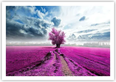 Produktbild von Poster - Poster ohne Rahmen - Heidefeld Baum Wolken Landschaft - 100x70 cm - Wand Bild - Wanddeko - Wandbilder - Kunstposter - Wandposter - Bilder - Kunstdruck - Wandbild - P2XAA100x70-2547