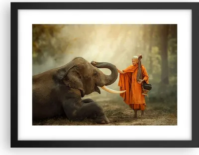 Produktbild von Gerahmtes Poster - Schwarzer Rahmen - Elefant Mönch Stoßzahn - 40x30 cm - Wand Bild - Wanddeko - Wandbilder - Kunstposter - Wandposter - Bilderrahmen - Bilder - Kunstdruck - Wandbild - P2BAA40x30-3484