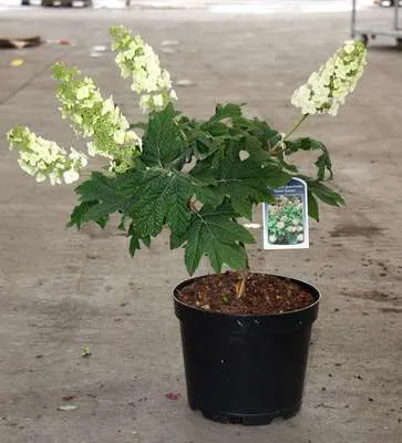 Zdjęcie produktu dla Hydrangea querc. 'Snow Queen'® ( 'flemygea'®) - Eichenblatthortensie Pojemnik 50- 60 cm