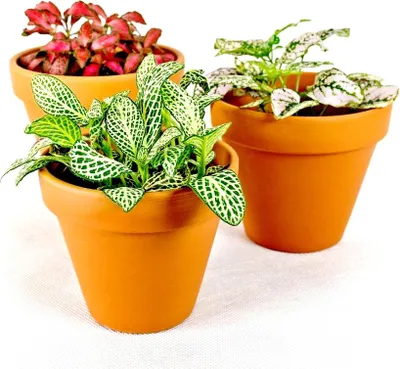 Obrázok produktu pre Gardners Sada 3 rastlín Fittonia mix, priemer 9 cm