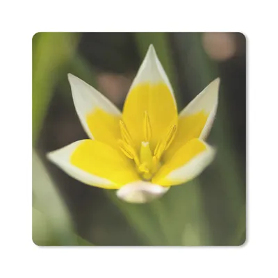 Produktbild von MuchoWow® Mauspad Mousepad Blume - Garten - Gelb 20x20 cm - Mousepads - Maus Mat - Pad - Mausunterlage - Desk Mat - Bureauartikeln