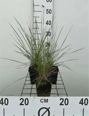 Produktbild von 6 x  Muhlenbergia capillaris - Pfeifengras - Topf 9 x 9 cm
