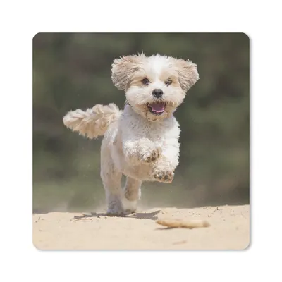 Produktbild von MuchoWow® Mauspad Mousepad Ein Shih Tzu Hund hüpft durch den gelben Sand 20x20 cm - Mousepads - Maus Mat - Pad - Mausunterlage - Desk Mat - Bureauartikeln