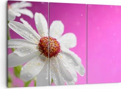 Produktbild von Bild auf Leinwand - Leinwandbild - Blume frühling garten - 105x70cm - Wand Bild - Wanddeko - Leinwanddruck - Bilder - Kunstdruck - Wanddekoration - Leinwand bilder - Wandkunst - CE105x70-2469