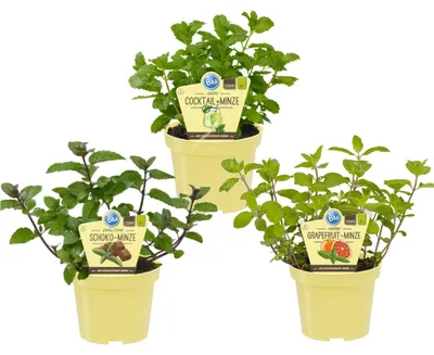 Produktbild von Ungewöhnliche Minze-Sorten Set mit 3 PflanzenSchoko HUGO Grapefruit 12cm Topf