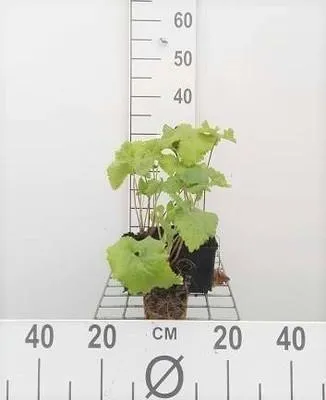 Obrázok produktu pre 6 x Phlomis tuberosa - Ohnivec - kvetináč 9 x 9 cm