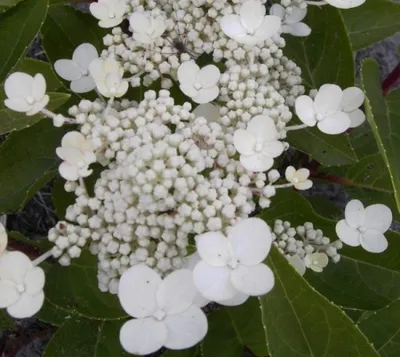 Produktbild von Rispenhortensie Dharuma - Hydrangea paniculata Dharuma