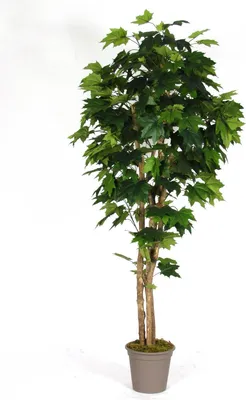 Produktbild von artplants.de Kunstbaum Ahorn SLAWA, Naturstämme, grün, 150cm -  Italy - Dekobaum Ahorn