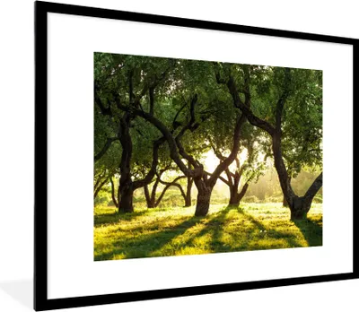 Produktbild von MuchoWow® Gerahmtes Poster Bäume - Natur - Sonne 80x60 cm - Poster mit Schwarzem Bilderrahmen Wandposter Rahmen Foto Bilder - Schlafzimmer-Dekorationen - Fotoposter