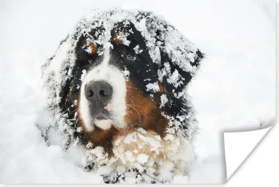 Produktbild von MuchoWow® Poster Snowy Berner Sennenhund 30x20 cm - Plakate - Print
