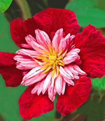 Produktbild von BALDUR Garten 1x Waldrebe Clematis 'Avant Garde TM' winterhart, Pflanze im 1,5 Liter-Topf, Klematis, mehrjährige blühende Kletterpflanze, bienen- und schmetterlingsfreundlich, Clematis Hybride