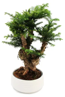 Produktbild von Zimmerbonsai Araucaria cunninghamii Zimmertanne Neuguinea-Araukarie ca. 65cm hoch 26cm Schale Weiß Keramik