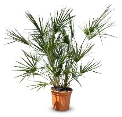 Obrázek produktu pro Chamaerops Humilis - Evropská trpasličí palma - Mrazuvzdorná a stálezelená