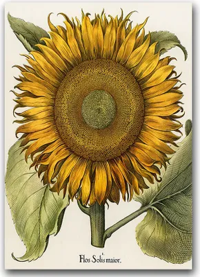 Produktbild von Poster - Canvas - Leinwand - 59,4 cm x 84,1 cm - Fotoposter - Leinwandkunst - Botanischer Druck Sonnenblume