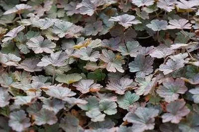 Immagine prodotto di 6 x Geranium hybr. 'Dusky Crug' - Cranesbill - vaso 9 x 9 cm