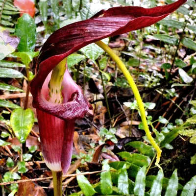 Immagine prodotto di Giglio cobra tropicale (Arisaema filiforme) - 1 seme germogliato