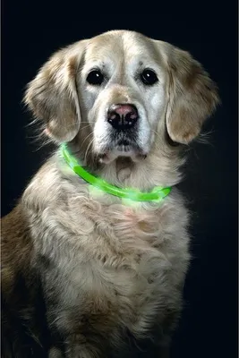 Productafbeelding van Karlie Visio Light - LED-lichtslang, groen