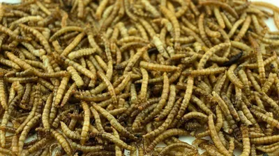 Produktbild von Getzoo Mehlwürmer 25g