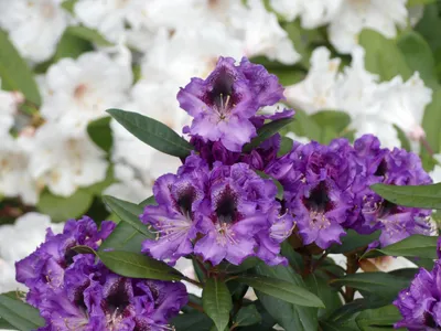 Produktbild von Großblumige Alpenrose Blaue Jungs - Rhododendron hybride Blaue Jungs