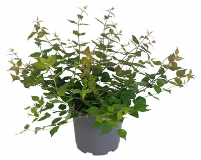 Produktbild von Kolkwitzie 40-60 cm, im Topf - Kolkwitzia amabilis