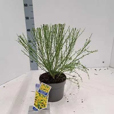 Zdjęcie produktu dla Cytisus scoparius 'Vanesse' – janowiec | 20–25 cm w doniczce
