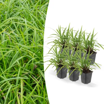 Obrázek produktu pro Okrasná tráva - Ostřice japonská - Carex morrowii 'Irish Green' - 9cm květináč - sada 6 rostlin
