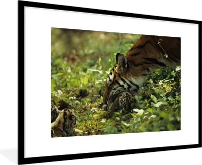 Produktbild von MuchoWow® MuchoWow® Gerahmtes Poster Tiger - Pflanzen - Jungtier 90x60 cm - Poster mit zchwarzem Bilderrahmen - Wanddekoration - Fotos